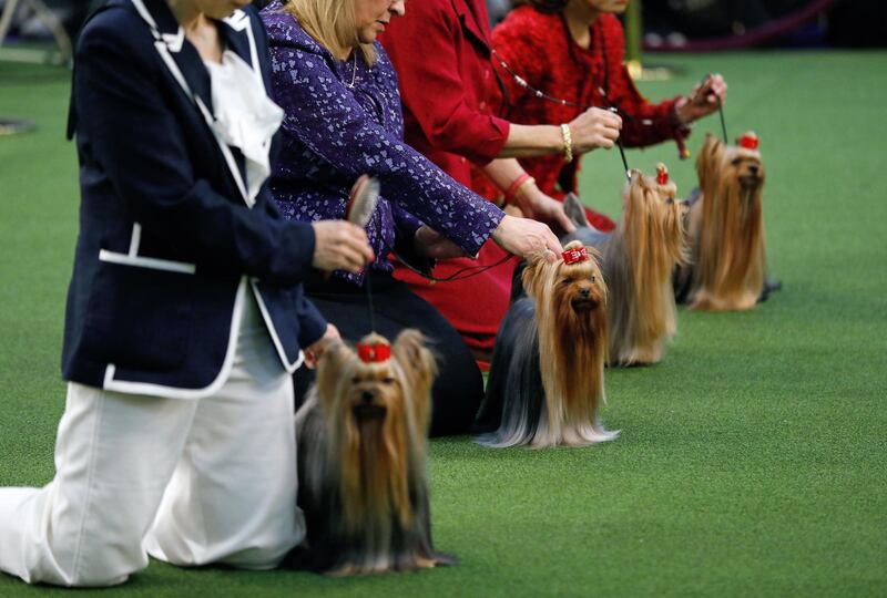 Yorkshire Terriers line up to be judged in 'best in breed' during the second day of the 2020 Westminster Kennel Club Dog Show in New York.  EPA