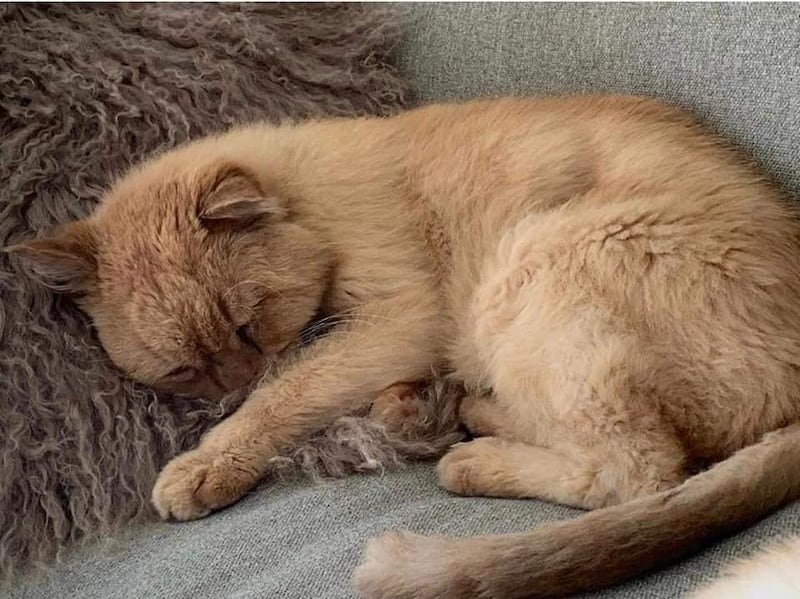 The warning comes after Rescue of Abu Dhabi (RAD) took in a 16-year-old cat after his former family, who were leaving the country, threatened to hand him to a shelter, where his fate would be uncertain. The charity said he died of a broken heart before he could go to his new family. 