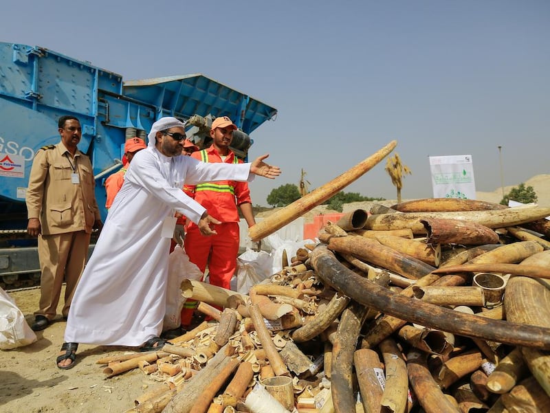 Naji Mohammad Al Radhi of the Dubai Government throws an illegal ivory tusk on a pile to be destroyed by a crushing machine. Victor Besa for The National.