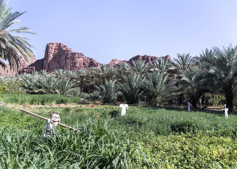 RIYADH, KINGDOM OF SAUDI ARABIA. 29 SEPTEMBER 2019. 
Date farm in Al Ula.  Al Ula is known also for it’s dates export.
(Photo: Reem Mohammed/The National)

Reporter:
Section: