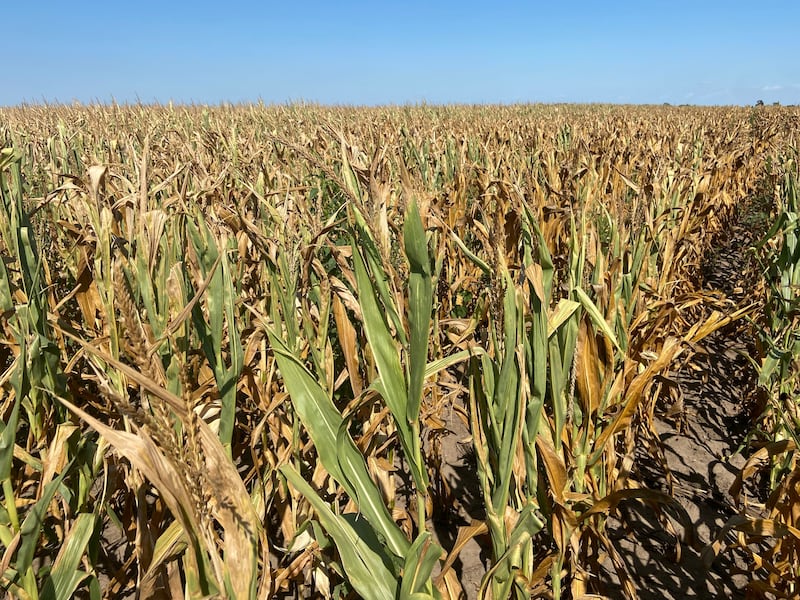 A corn crop in Nance County, Nebraska, struggles to grow in drought conditions. Reuters