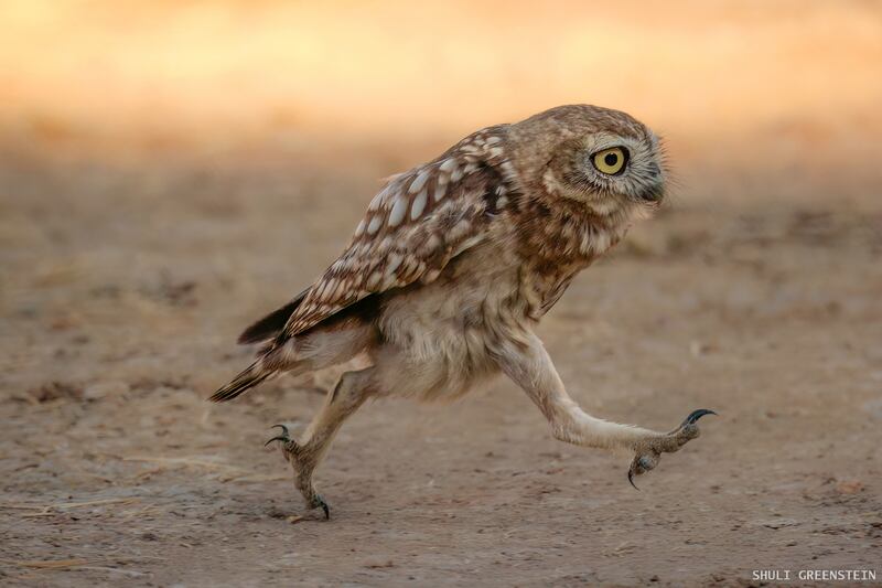 'Rushing little owl fledgling'. Taken in Israel. Shuli Greenstein / Comedy Wildlife 2022