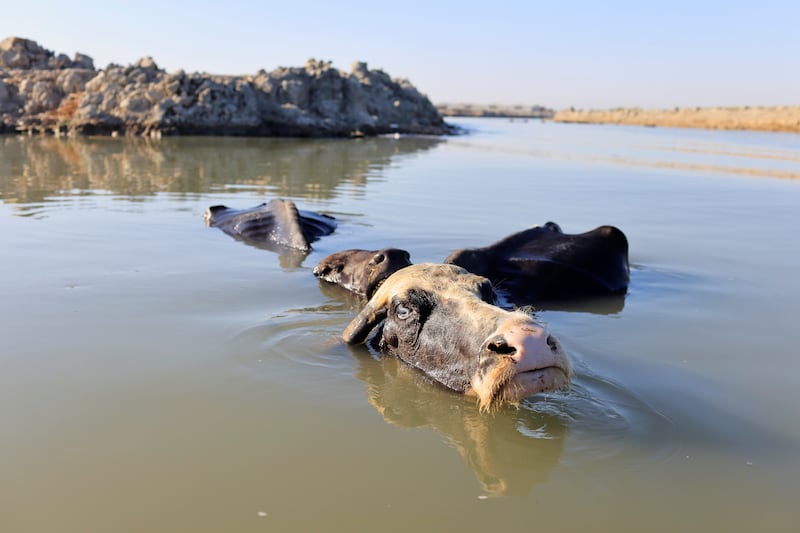 Buffaloes wade in the water of the Chebayesh marsh.