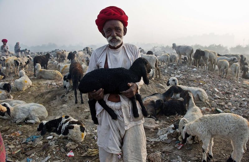 Nomadic shepherds from Rajasthan herd their sheep at a camp on the outskirts of New Delhi. Prakash Singh / AFP Photo