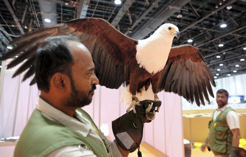 ABU DHABI ,  UNITED ARAB EMIRATES , AUGUST 28 – 2019 :- One of the caretaker holding the eagle during the eagle show by Al Ain zoo at the ADIHEX 2019 held at ADNEC in Abu Dhabi. ( Pawan Singh / The National ) For News. Story by Daniel