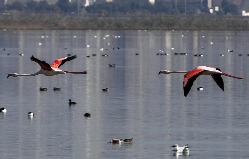 More than 100,000 birds of around 100 different species spend winter  in the murky waters of the Sijoumi lagoon, a critical wetland in the heart of Tunisia's capital. AFP