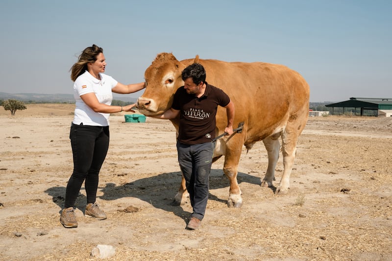 'Apis', an ox of about 2,000 kilograms that was born thanks to a YouTube tutorial in 2016, with its owners, couple Jaime Jorba and Cristina Perez, in Candeleda, Spain. EPA