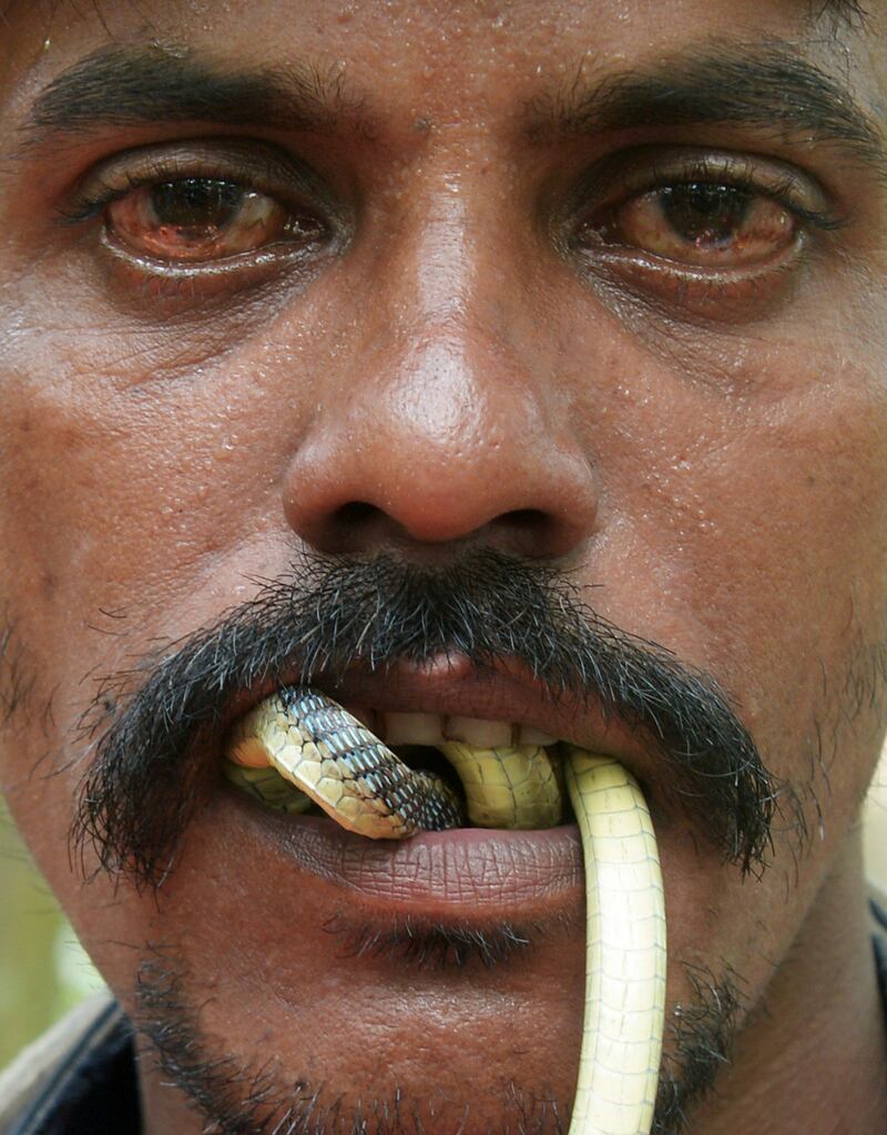 An Indian snake charmer performs with a 'gokhra' - cobra - in his mouth for passers by at a snake fair at Purba Bishnupur village, around 85 kms north of Kolkata on August 17, 2013.  Hundreds of people queued in a remote village in eastern India over the weekend to receive blessings from metres-long and potentially deadly snakes, thought to bring them good luck.  AFP PHOTO/Dibyangshu SARKAR
 *** Local Caption ***  761202-01-08.jpg