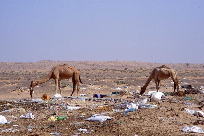 Camels eating garbage in the desert. Courtesy Dr Ulrich Wernery 



