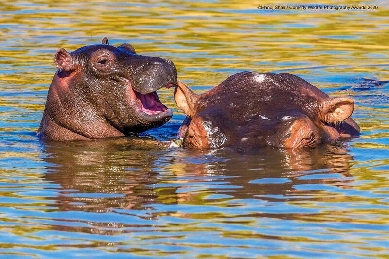 Hippo mother has her baby nibbling her ear in Masai Mara.