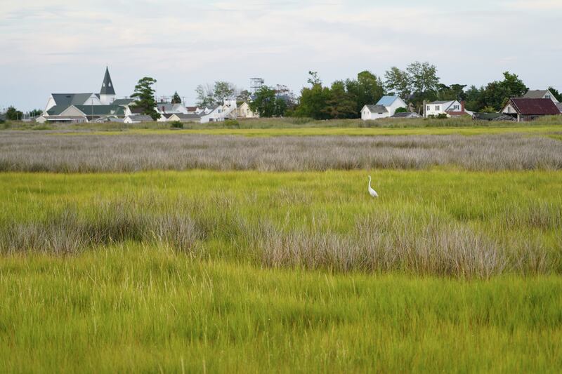 An egret stands in a marsh with the Tangier village in the background. 