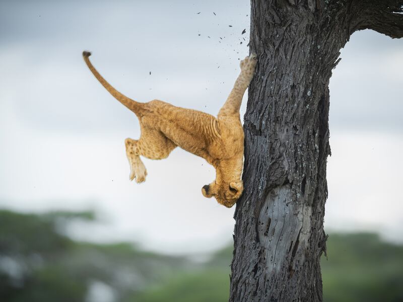 Overall winner of winner of the Alex Walker's Serian Creatures Of The Land Award — Not so cat like reflexes by Jennifer Hadley. Photo: Jennifer Hadley / Comedy Wildlife 2022