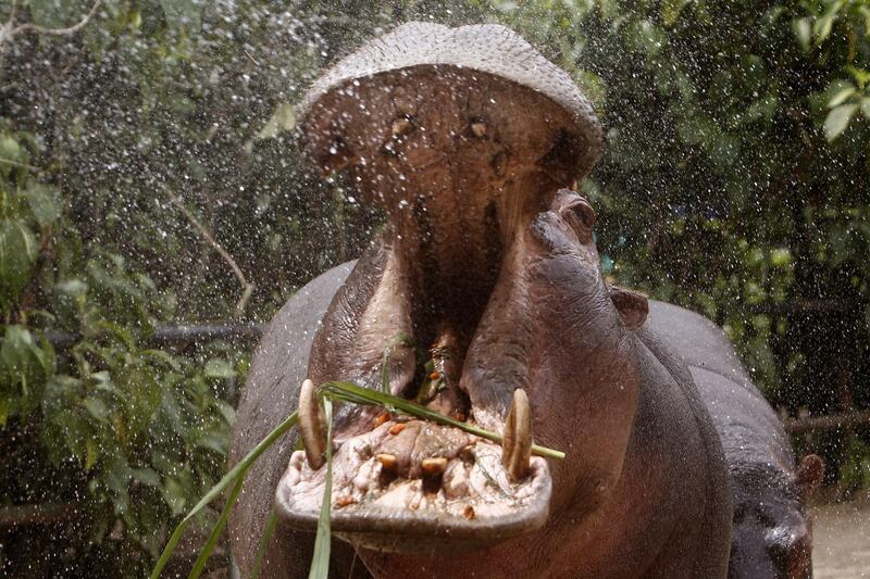 A hippopotamus is refreshed with water at the zoo in Medellin, Colombia. EPA