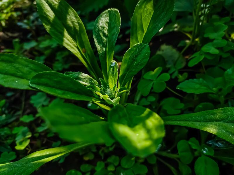 Samolus valerandi or seaside rivuletweed was found at a nursery in Al Badiyah. Getty Images