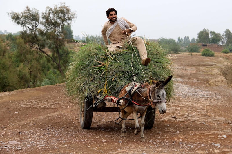 An Afghan man transports plants on the outskirts of Peshawar. Some refugees depend on international aid, while others start a new life after fleeing conflict, changing everything from their occupation to their social status. EPA