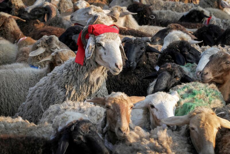 Sheep are prepared for slaughter during celebrations of Eid Al Adha in Kazan, Russia.