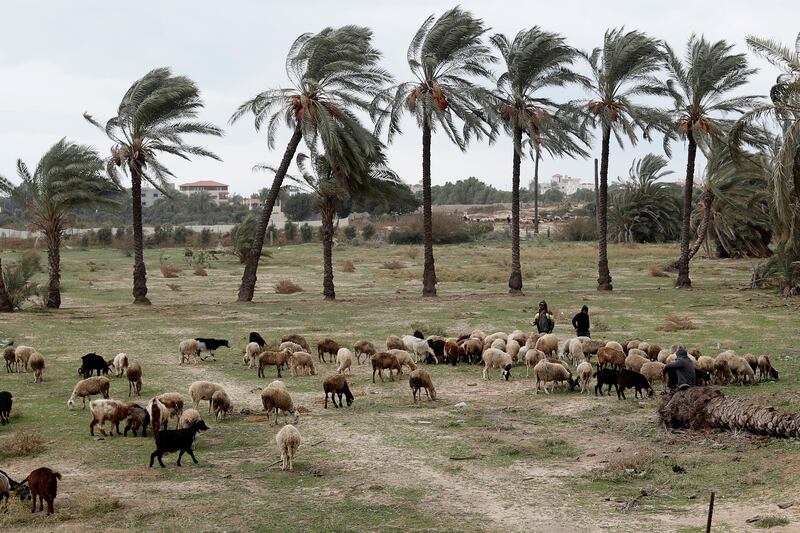 Palestinian shepherds herd their flock during stormy weather near Nusseirat refugee camp, central Gaza. AP