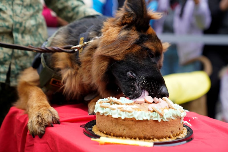 The dog enjoys more cake. EPA