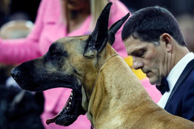 Open up: A great Dane yawns in the working group competition during 144th Westminster Kennel Club dog show. AP