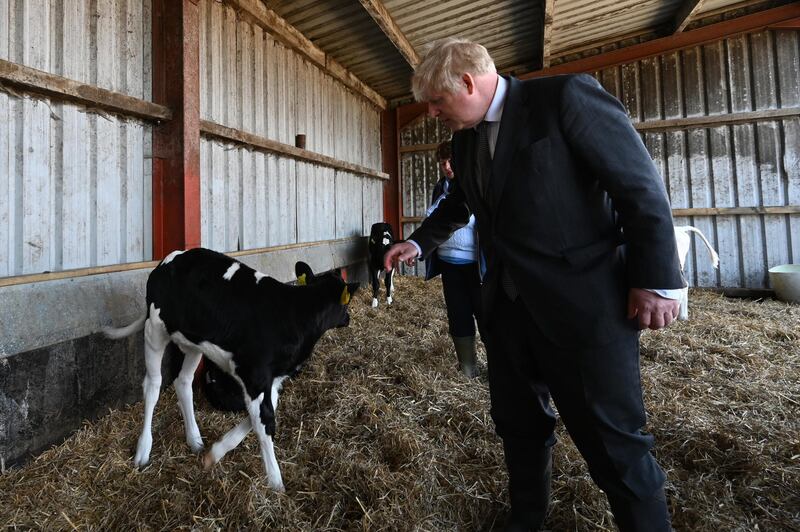 Boris Johnson speaks to a calf at Moreton farm. Getty Images