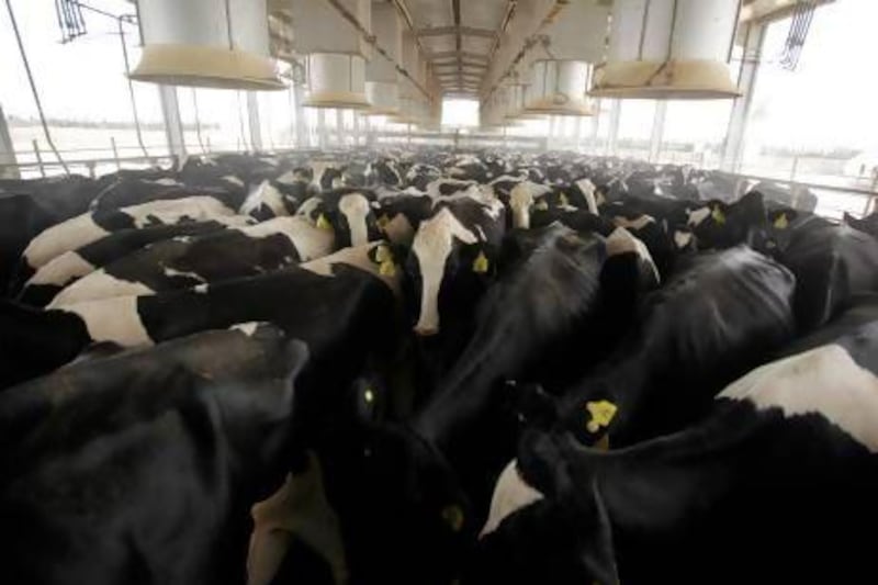 Cows are lined up to be milked at Al Ain Dairy with each one producing up to 34 litres a day. Sammy Dallal / The National