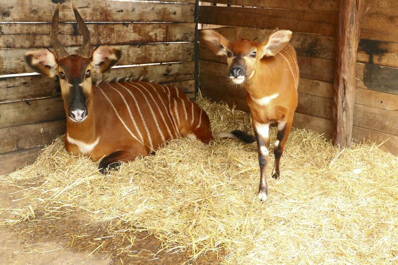 Gachuthi the bongo with her baby Gedi at the Mount Kenya Wildlife Conservancy.