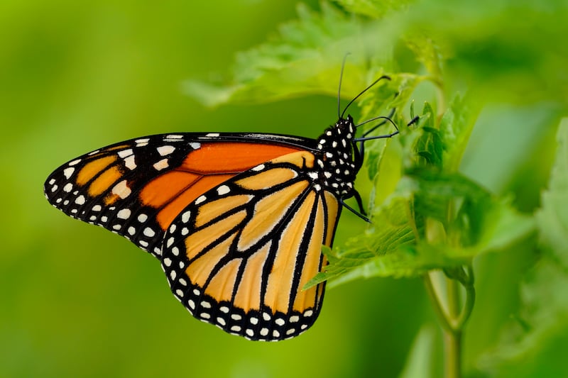 The monarch butterfly population has shrunk by between 22 per cent and 72 per cent over the past decade. AP