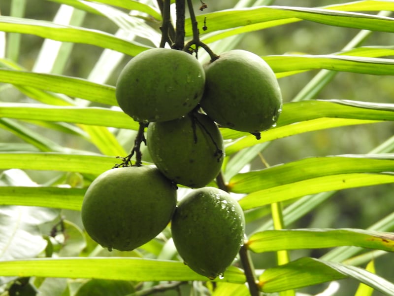 Mini mavinakais weigh 50 grams, while baga golas go up to 1.25 kilograms (the average mango is about 200 grams). Photo: Bindu Gopal Rao