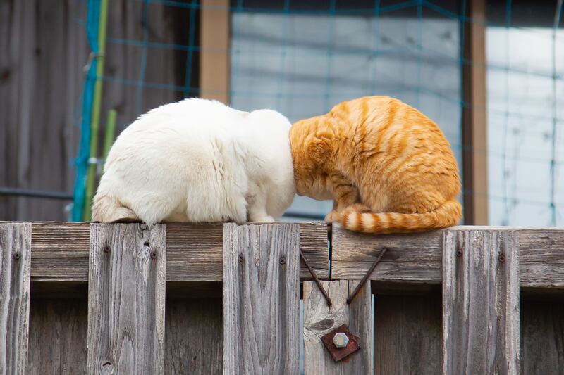 Overall Winner & Cat Category Winner: 'Boom Boom' by Kenichi Morinaga from Japan. All photos: Animal Friends Comedy Pet Photo Awards