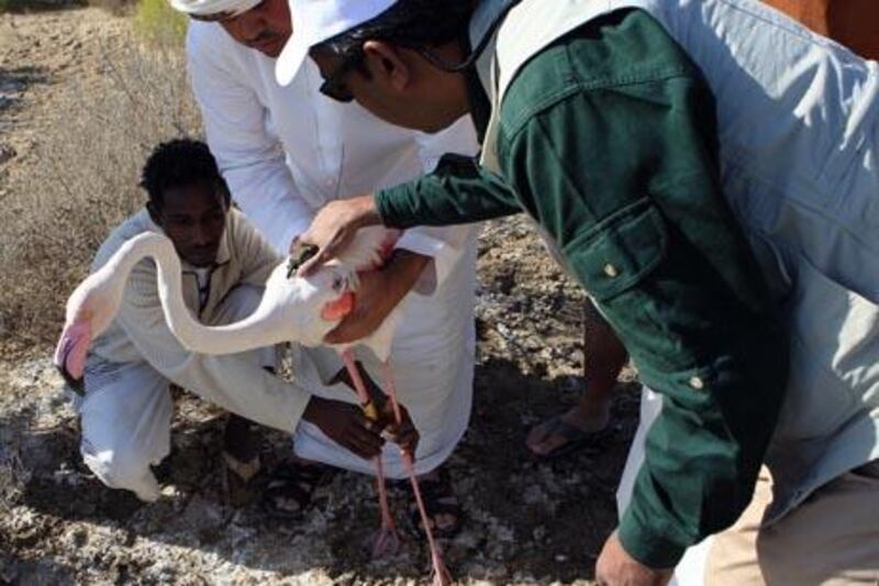 ABU DHABI - 29DEC2010 - Enivornment Agency, Abu Dhabi staff releasing after fixing a Satellite Tracking device to a Flamingo migration routes and stopover site at Al Wathba Wetland reserve yesterday in Abu Dhabi. Ravindranath K / The National