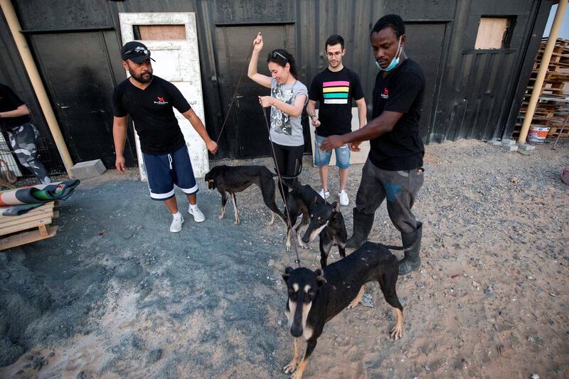 UMM ALQUWAIN, UNITED ARAB EMIRATES - Voluteers give their time to walk the dogs at the Stray Dog Centre, Umm AL Quwain.  Ruel Pableo for The National for Evelyn Lau's story