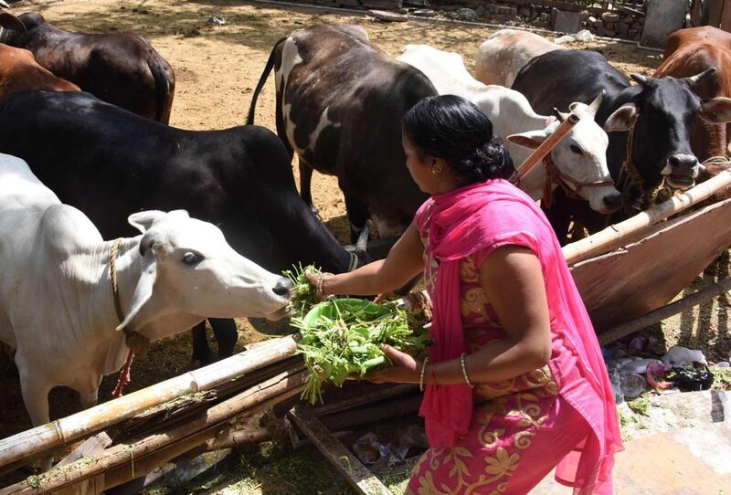 In this photograph taken on April 4, 2017, an Indian devotee offers food to a cow during the Ram Navami festival at the Shri Ram Hanuman Vatika temple in New Delhi. Dominique Faget / AFP

