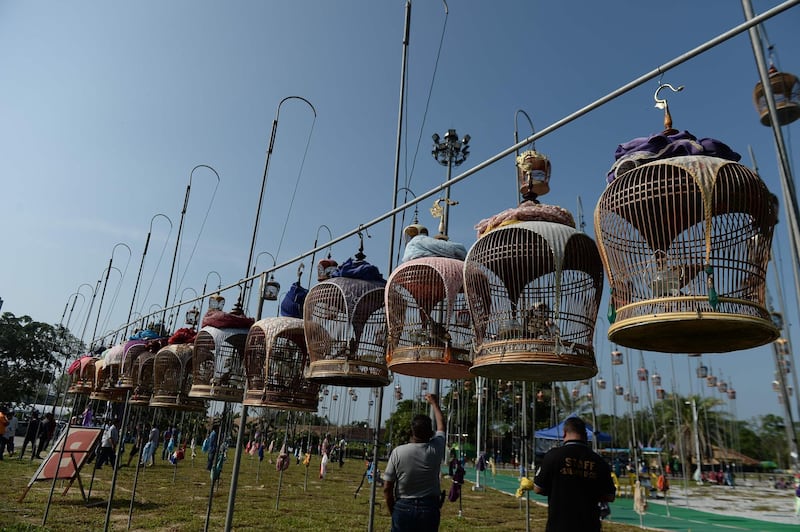 Feathered competitors sit in their cages during a bird-singing competition in Thailand's southern province of Narathiwat. AFP