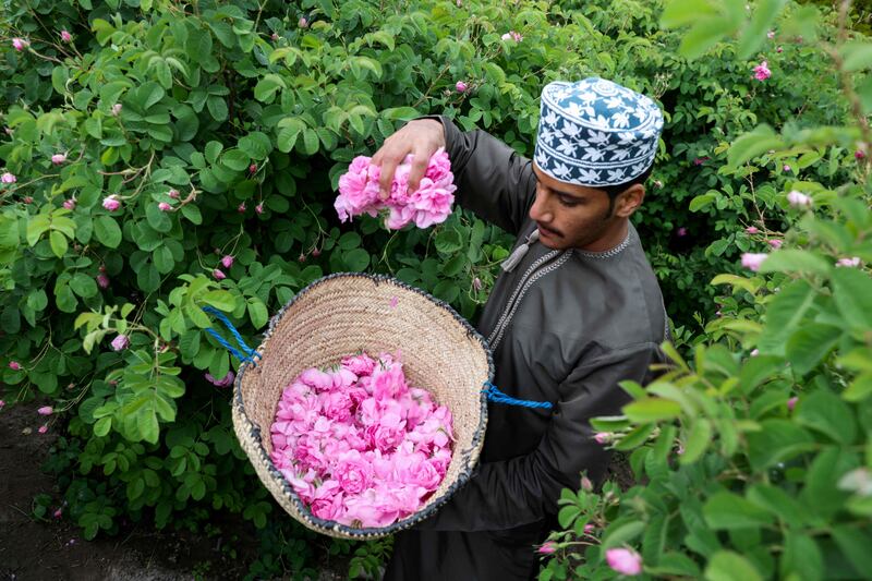 Pickers work in the early morning or late afternoon to harvest the flowers