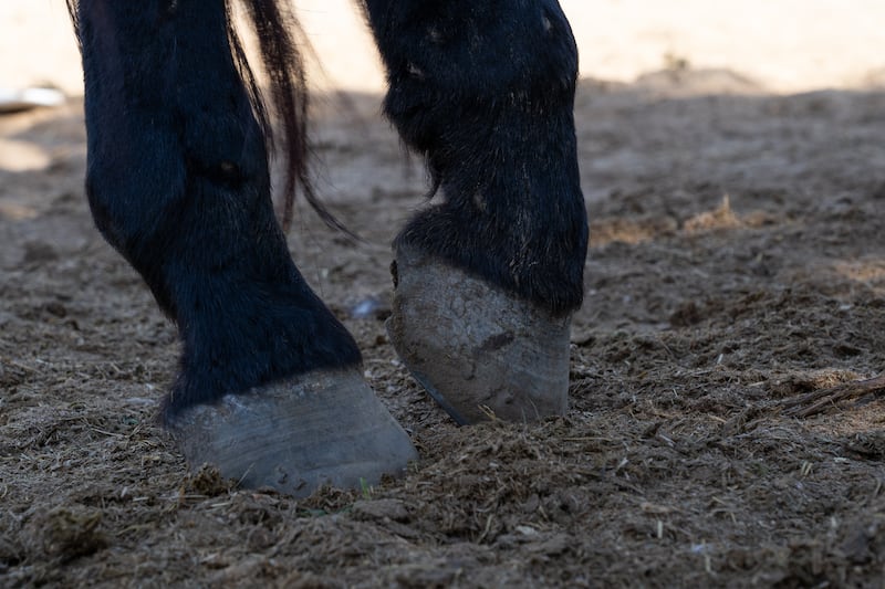 The hooves of a horse in the district of Saqqara.  Photo: Mahmoud Nasr