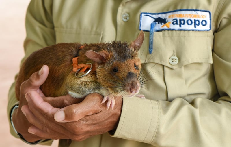 Weighing 1.2 kilograms, with a body length of about 25cm, this APOPO rat is the size of a small house cat. Courtesy Ronan O’Connell