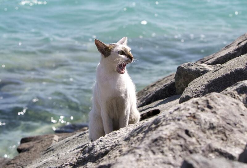 Ferrel cats on Lulu Island in Abu Dhabi on June 1, 2016. Christopher Pike / The National