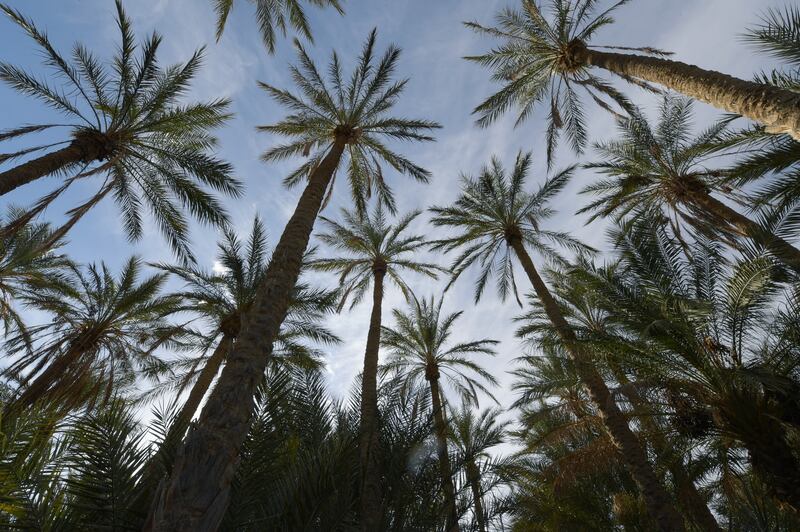 A palm grove in the south-western Tunisian oasis of Nefta, by the Chott el Djerid salt lake. All photos: AFP