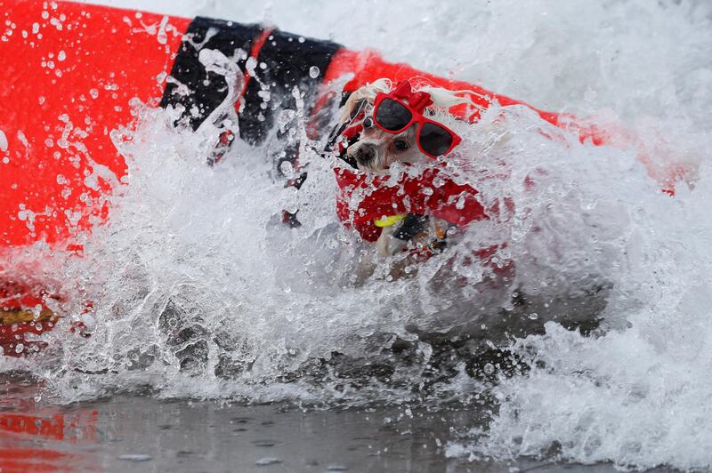 Flofy falls while riding a wave as she competes at the 14th annual Helen Woodward Animal Center "Surf-A-Thon". Reuters