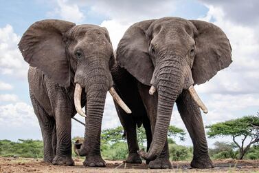 IMAGE DISTRIBUTED FOR TUSK - In this handout photo released on Friday, July 31, 2020, two bull elephants at Ol Donyo lodge in the foothills of the Chyulu Hills, bordering the Chyulu Hills National Park in the east of the Amboseli ecosystem, Kenya. Today, on World Ranger Day, Tusk, Natural State and more than 50 ranger teams across Africa are launching The Wildlife Ranger Challenge, a multi-million-pound fundraising initiative to support the men and women across Africa's protected areas who are enduring drastic cuts in salaries and resources due to the devastating economic impact of Covid-19 and yet are still working tirelessly to safeguard the continent's iconic wildlife. Press release and media available to download at www.apmultimedianewsroom.com. Image for editorial use only. Mandatory photographer credit. (Jeremy Goss/Tusk via AP Images)