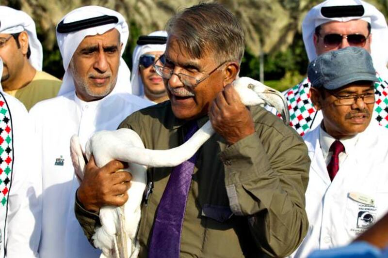 Dubai, United Arab Emirates - November 28 2012- Dr. Mohammad Ali Reza Khan, Specialist of Wildlife and Zoo Management at the Public Parks & Horticulture Department holds the first flamingo prior to its release. The Dubai Municipality along with Dubai Zoo released 16 Greater Flamingos and 50 Socotra Cormorants at the Dubai Creek. All birds have been tagged and bred in the Dubai Zoo. (Razan Alzayani / The National) 