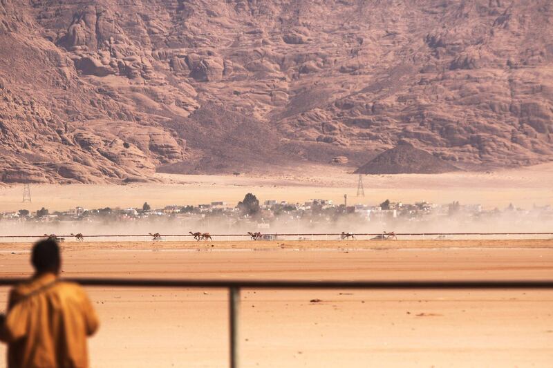 Jordanian Bedouins prepare to race camels using robotic jockeys at the Sheikh Zayed track in the town of al-Disi in the desert of Wadi Rum valley, on November 9, 2019. (The National)