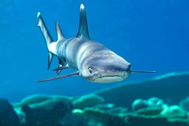 GD70NR Whitetip reef shark, Triaenodon obesus, full body view, swimming over coral reef, Maldives, Indian Ocean