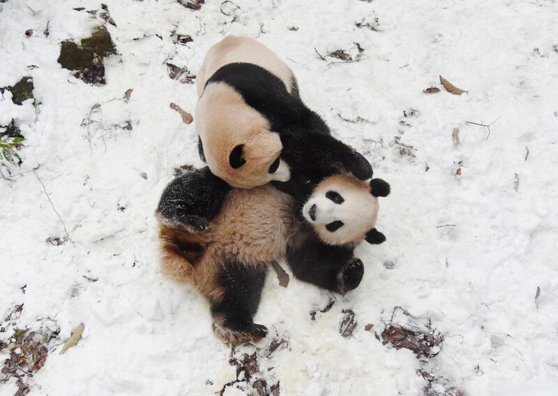 Giant pandas Chengjiu and Shuanghao play in the snow at a zoo in Hangzhou, China. Reuters