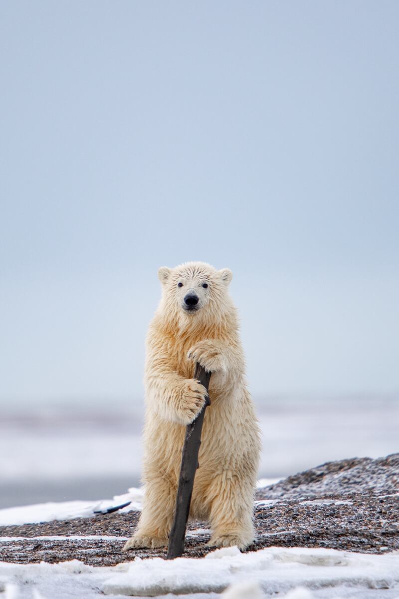 A polar bear in Barter Island, Alaska, US. Khurram Khan / Comedywildlife