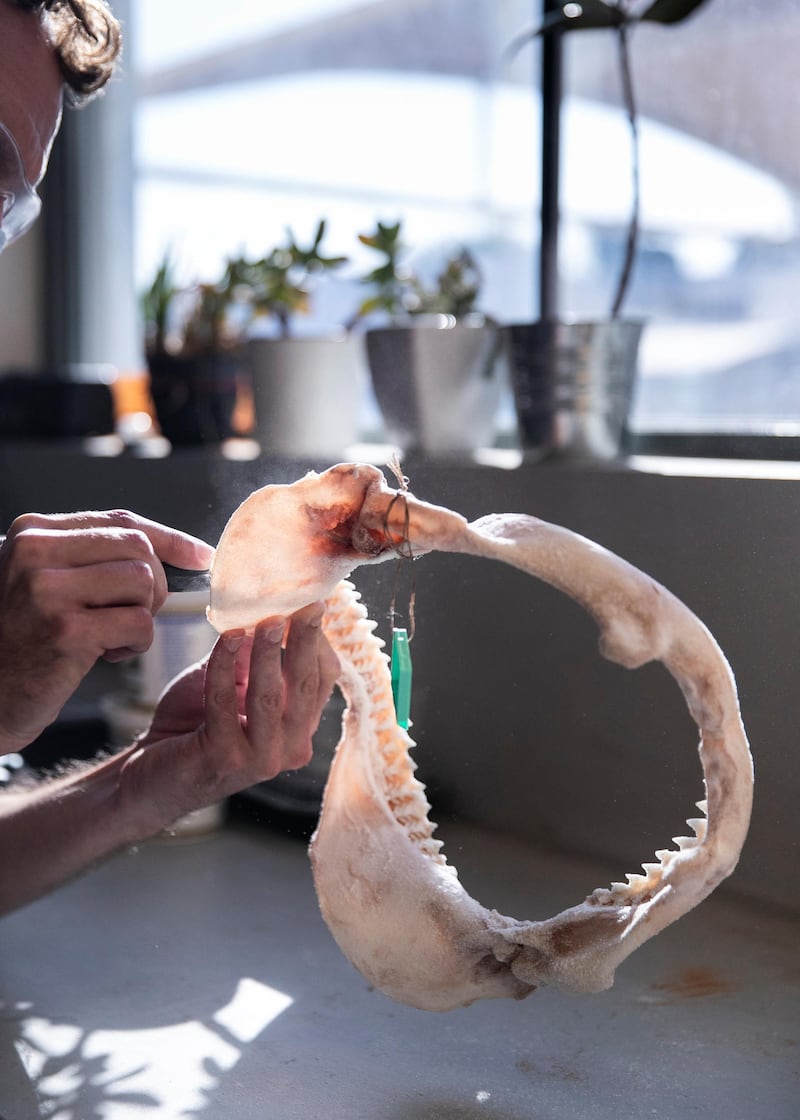 DUBAI, UNITED ARAB EMIRATES. 15 DECEMBER 2020. 
Andre Appelt sanding a shark jaw. Andre is a taxidermist at the Central Veterinary Research Laboratory in Nad Al Sheba. Andre
(Photo: Reem Mohammed/The National)

Reporter:
Section: