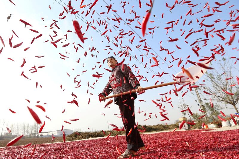 A farmer spreads red chili to dry at a village in Huaibei, Anhui province, China. Reuters