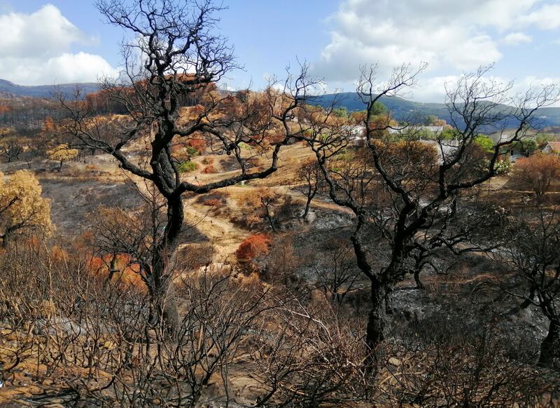 Burnt trees after a wildfire near Ain Draham, Tunisia. All photos: Reuters