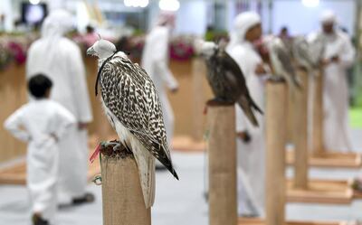 ADIHEX Announces the “Most Beautiful Captive-Bred Falcons” Contest. Courtesy ADIHEX