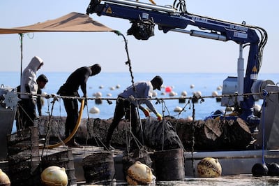 Fujairah, United Arab Emirates - Reporter: Kelly Clark. News. The ocean farm. Visit to the Dibba Bay Oysters farm in Fujairah. Dibba, Fujairah. Wednesday, January 13th, 2021. Chris Whiteoak / The National